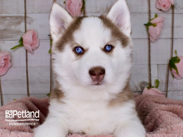 Siberian Husky-DOG-Female-Red & White-3706-Petland Lee's Summit, MO