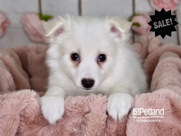 American Eskimo-DOG-Female-White-3644-Petland Lee's Summit, MO