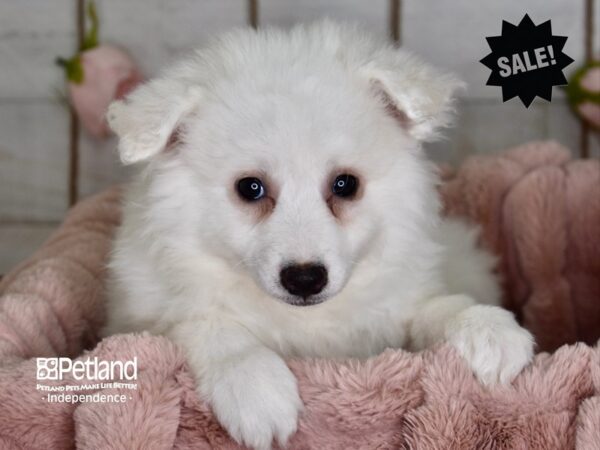 American Eskimo-DOG-Female-White-3645-Petland Lee's Summit, MO