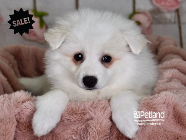 American Eskimo-DOG-Female-White-3636-Petland Lee's Summit, MO