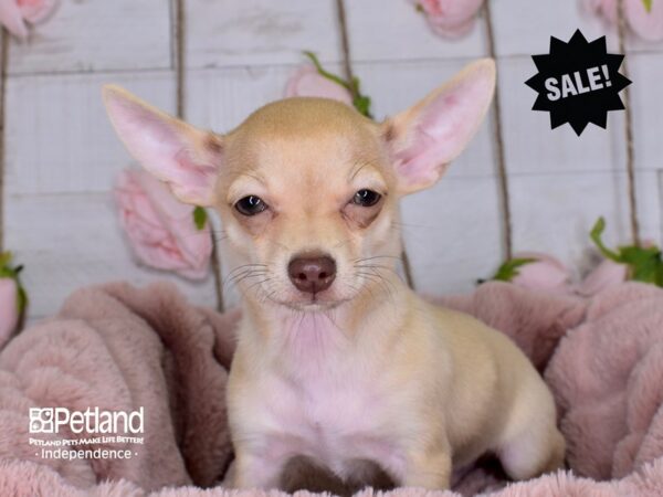 Chihuahua-DOG-Male-Sable-3567-Petland Lee's Summit, MO