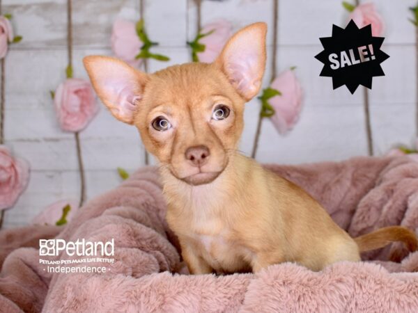 Chihuahua-DOG-Female-Red-3519-Petland Lee's Summit, MO