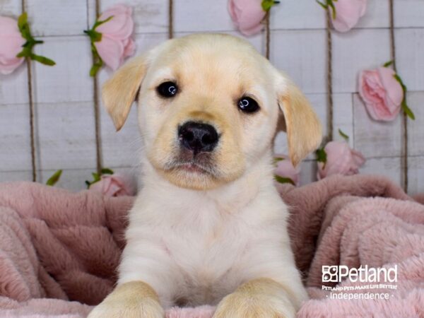 Labrador Retriever-DOG-Male-Yellow-3725-Petland Lee's Summit, MO