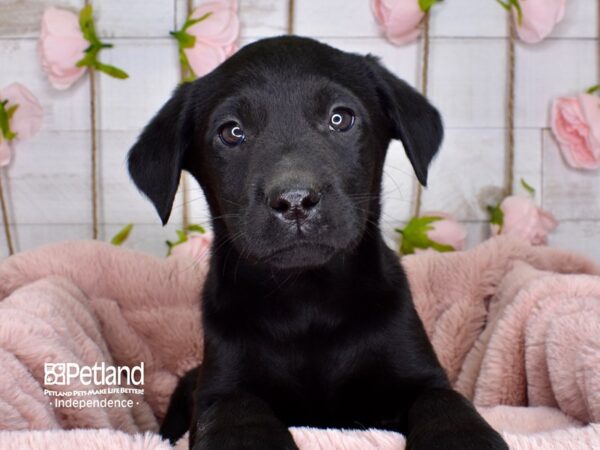 Labrador Retriever-DOG-Female-Black-3728-Petland Lee's Summit, MO