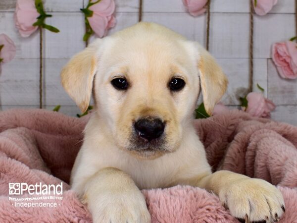 Labrador Retriever-DOG-Male-Yellow-3726-Petland Lee's Summit, MO