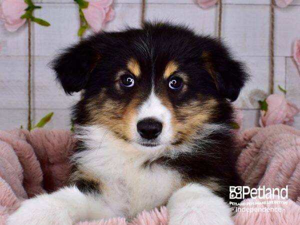 Miniature Australian Shepherd-DOG-Female-Black-3734-Petland Lee's Summit, MO