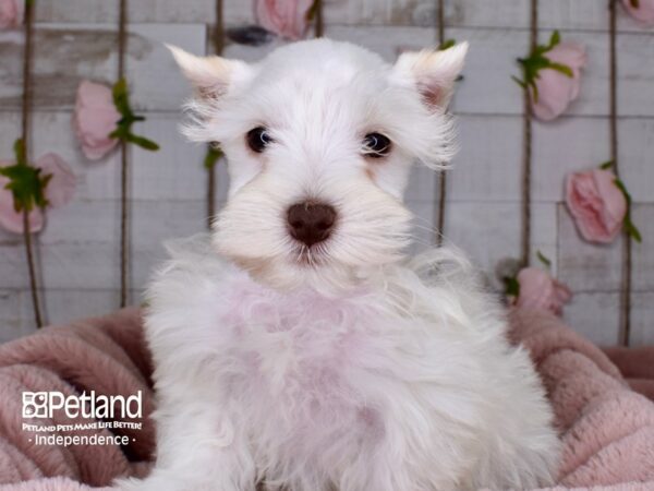 Miniature Schnauzer-DOG-Male-White-3732-Petland Lee's Summit, MO