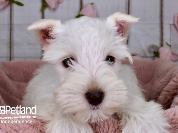 Miniature Schnauzer-DOG-Female--3731-Petland Lee's Summit, MO