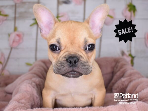 French Bulldog-DOG-Male-Red-3515-Petland Lee's Summit, MO