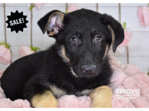 German Shepherd-DOG-Male-Black & Tan-3632-Petland Lee's Summit, MO