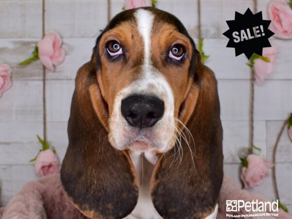 Basset Hound-DOG-Female--3581-Petland Lee's Summit, MO