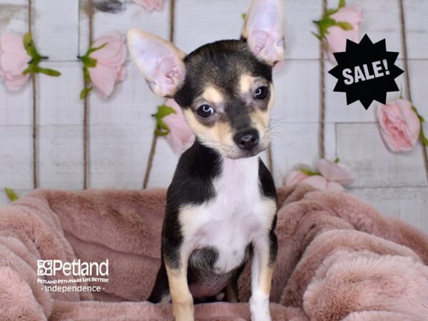 Chihuahua-DOG-Female-Black Tri-Color-3568-Petland Lee's Summit, MO