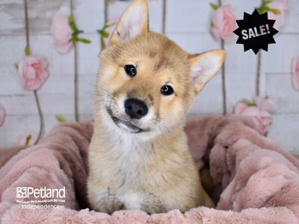 Shiba Inu-DOG-Female-Cream-3579-Petland Lee's Summit, MO