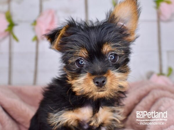 Yorkshire Terrier-DOG-Female-Black and Tan-3741-Petland Lee's Summit, MO