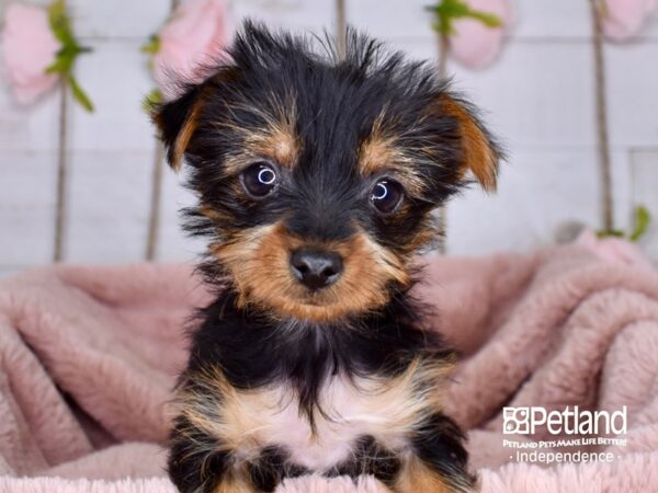 Yorkshire Terrier-DOG-Female-Black and Tan-3740-Petland Lee's Summit, MO
