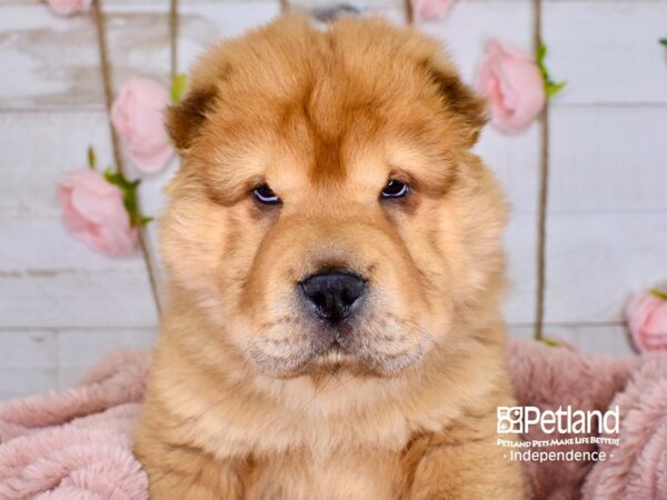 Chinese Shar-Pei-DOG-Male--3738-Petland Lee's Summit, MO