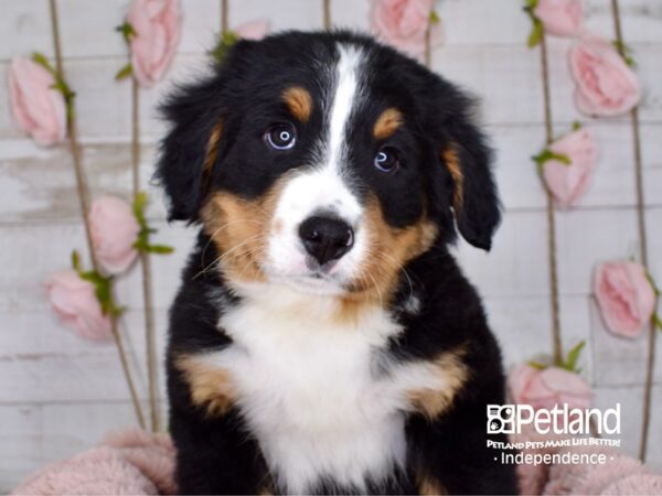 Bernese Mountain Dog-DOG-Male-Black and Rust-3739-Petland Lee's Summit, MO