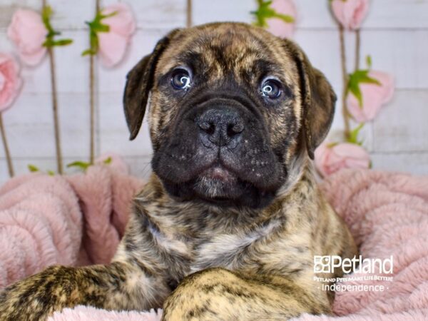 Bull Mastiff-DOG-Male-Brindle-3735-Petland Lee's Summit, MO