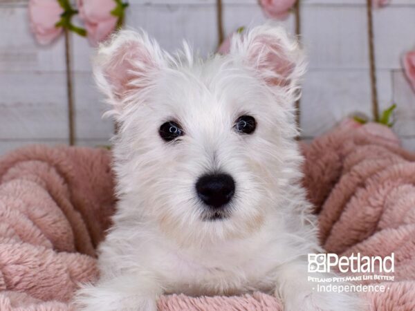 West Highland White Terrier-DOG-Female-White-3737-Petland Lee's Summit, MO
