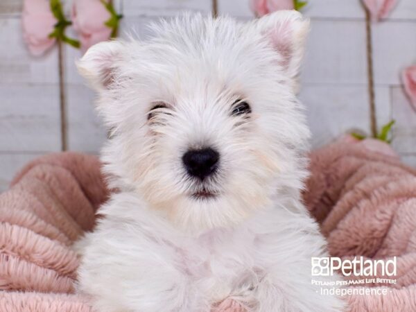 West Highland White Terrier-DOG-Female-White-3756-Petland Lee's Summit, MO