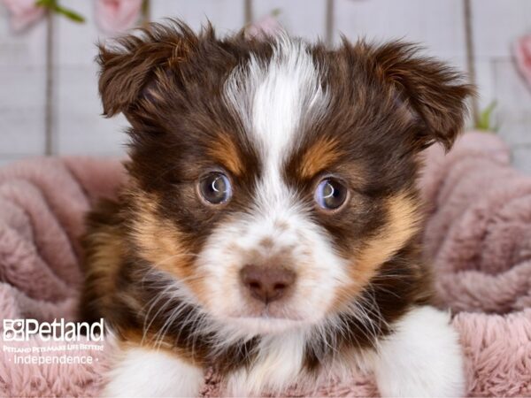 Toy Australian Shepherd-DOG-Female-Red Tri-Color-3765-Petland Lee's Summit, MO