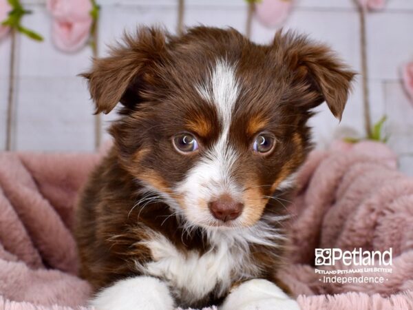 Toy Australian Shepherd-DOG-Female-Red Tri-Color-3764-Petland Lee's Summit, MO