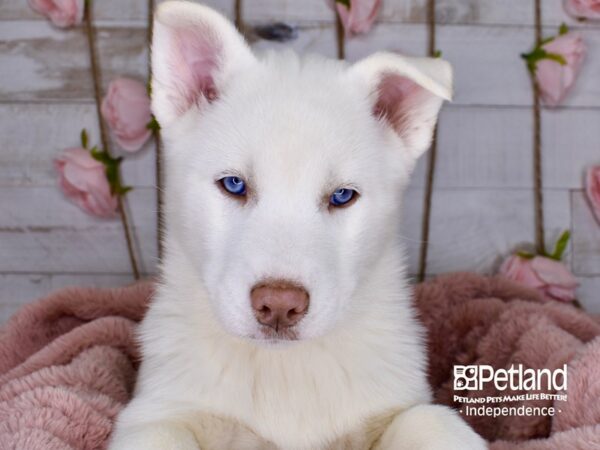 Siberian Husky-DOG-Female-White-3771-Petland Lee's Summit, MO