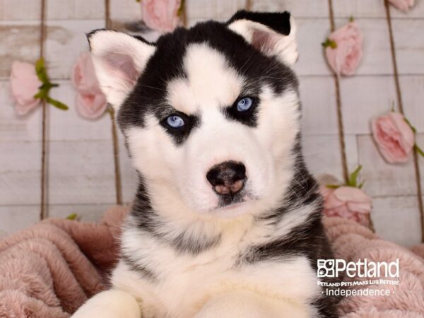 Siberian Husky-DOG-Male-Black and White-3770-Petland Lee's Summit, MO
