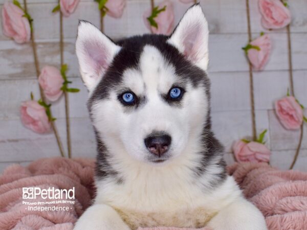 Siberian Husky-DOG-Female-Black and White-3769-Petland Lee's Summit, MO