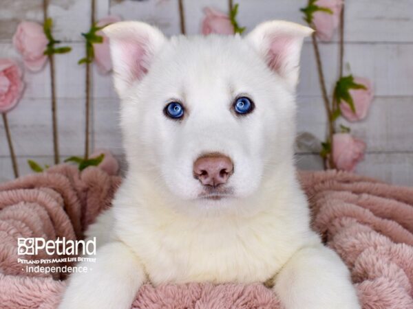Siberian Husky-DOG-Male-White-3767-Petland Lee's Summit, MO