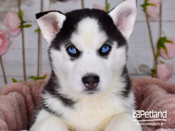 Siberian Husky-DOG-Female-Black and White-3766-Petland Lee's Summit, MO