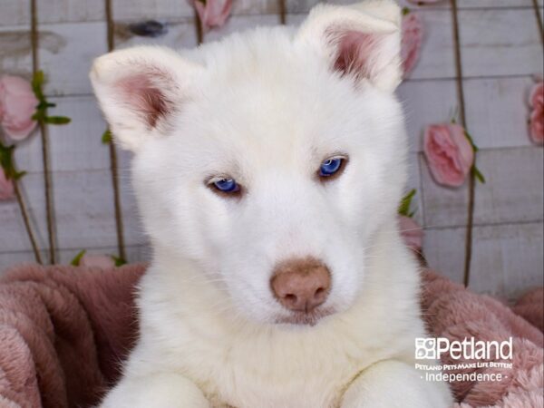 Siberian Husky-DOG-Male-Black and White-3742-Petland Lee's Summit, MO