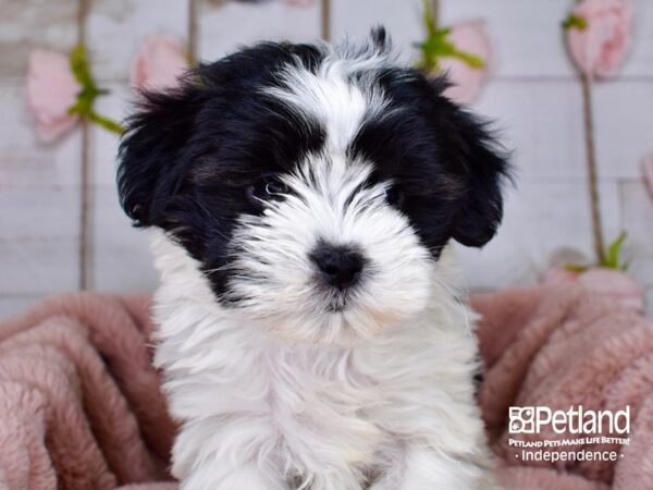 Shih Poo-DOG-Female-Black and White-3749-Petland Lee's Summit, MO
