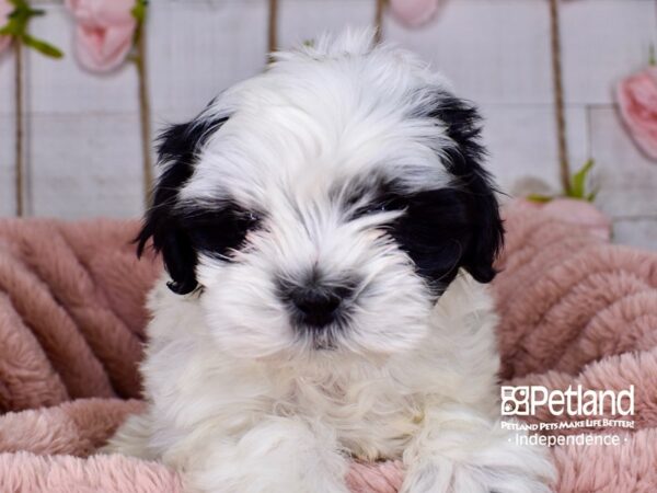 Shih Poo-DOG-Male-Black and White-3748-Petland Lee's Summit, MO