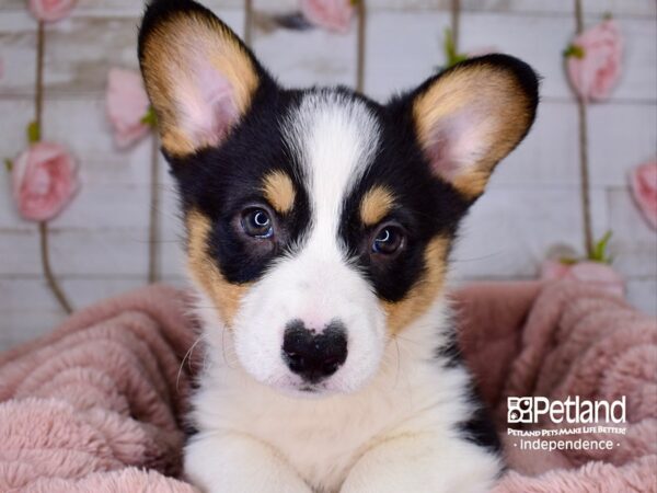 Pembroke Welsh Corgi-DOG-Male-TriColor-3759-Petland Lee's Summit, MO