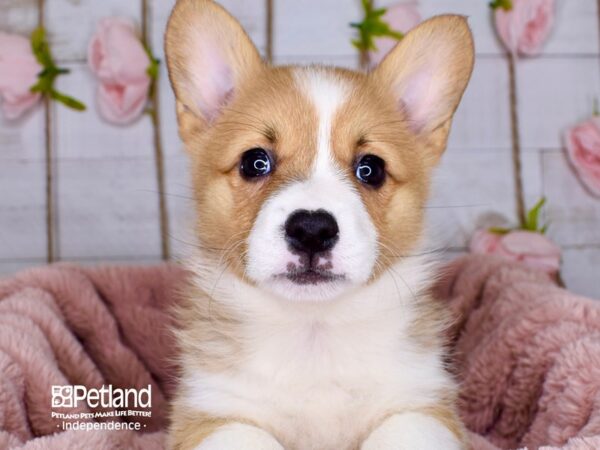 Pembroke Welsh Corgi-DOG-Female-Sable-3758-Petland Lee's Summit, MO