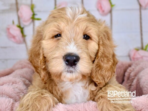 Goldendoodle-DOG-Female-Golden-3774-Petland Lee's Summit, MO
