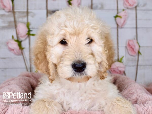 Goldendoodle-DOG-Female-Golden-3773-Petland Lee's Summit, MO