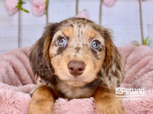 Dachshund-DOG-Male-Chocolate and Tan Dapple-3745-Petland Lee's Summit, MO