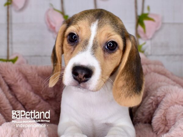 Beagle-DOG-Female-Black and Tan-3754-Petland Lee's Summit, MO