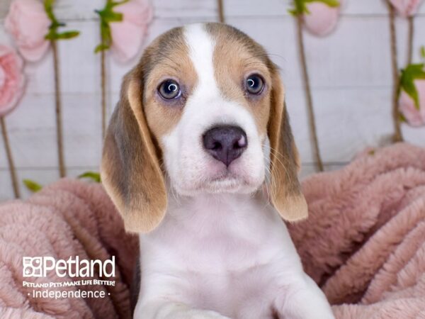 Beagle-DOG-Male-Blue and Tan-3750-Petland Lee's Summit, MO