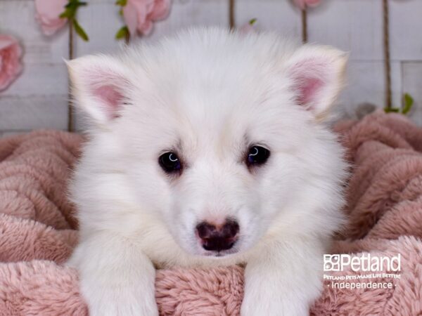 American Eskimo-DOG-Female-White-3762-Petland Lee's Summit, MO
