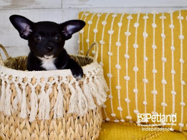 Chihuahua-DOG-Male-Black-3806-Petland Lee's Summit, MO
