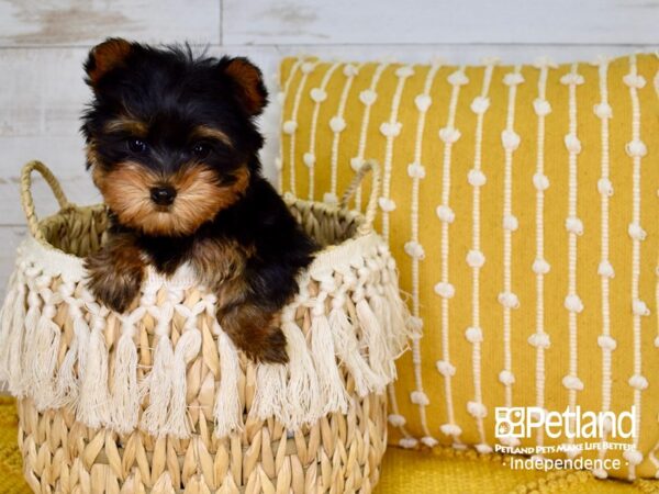 Yorkshire Terrier-DOG-Female-Black & Tan-3802-Petland Lee's Summit, MO
