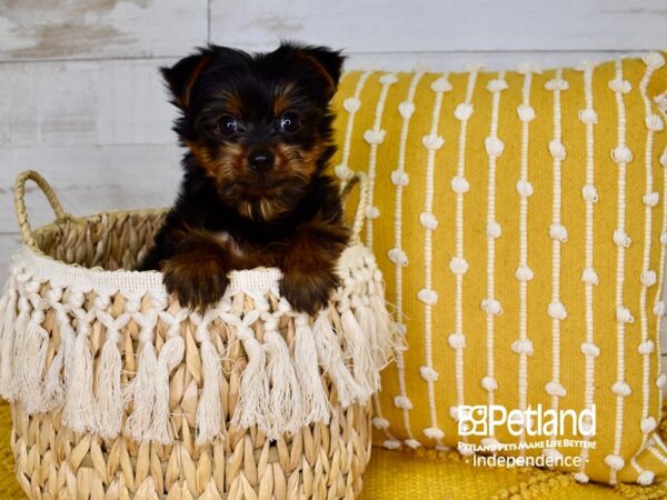 Yorkshire Terrier-DOG-Male-Black & Tan-3801-Petland Lee's Summit, MO