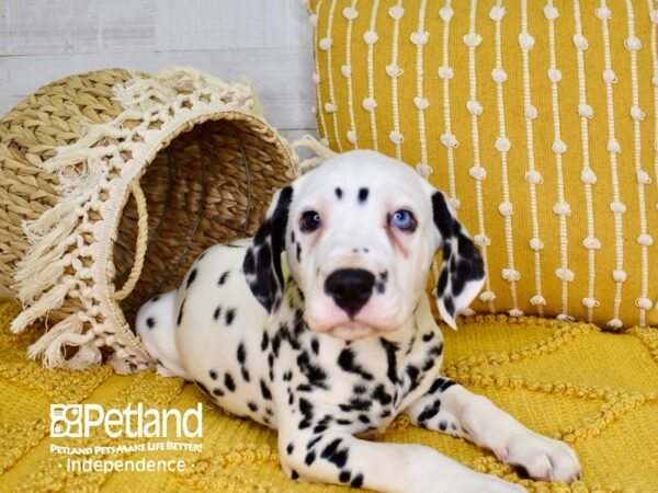 Dalmation-DOG-Male-White-3800-Petland Lee's Summit, MO