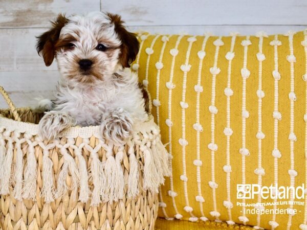 Shih Poo-DOG-Male-Red & White-3791-Petland Lee's Summit, MO