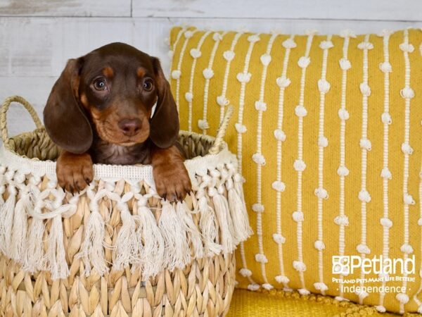 Dachshund-DOG-Female-Chocolate & Tan-3779-Petland Lee's Summit, MO
