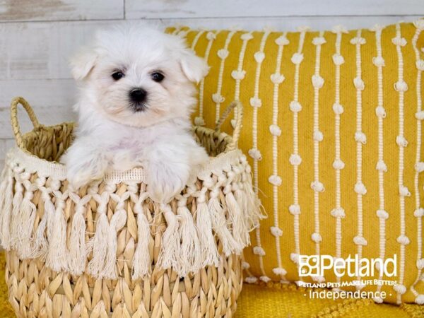 Maltese-DOG-Male-White-3803-Petland Lee's Summit, MO