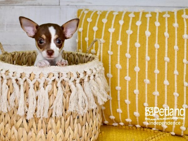 Jackchi-DOG-Female-Brown & White-3812-Petland Lee's Summit, MO